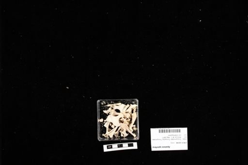 Apalone spinifera