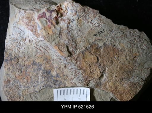 undet. Graptolithina