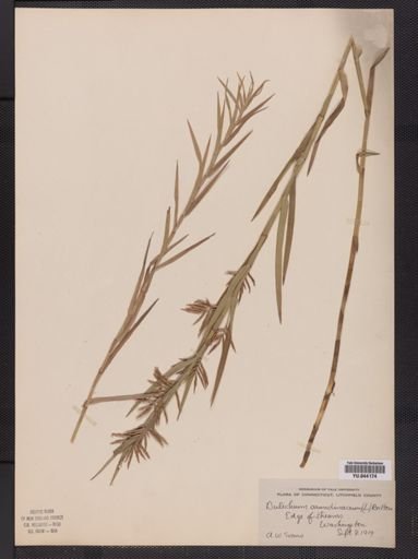 Dulichium arundinaceum