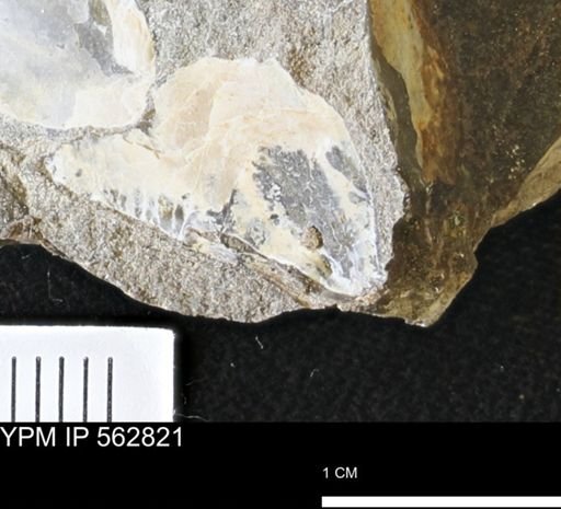 Phelopteria linguaeformis