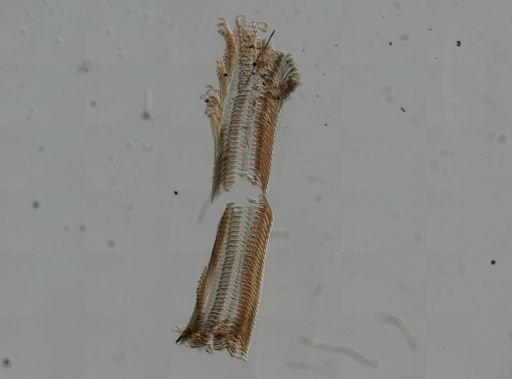 Elimia virginica
