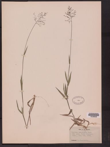 Panicum tsugetorum