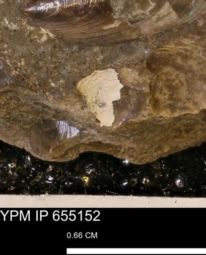 Protocardia sp.