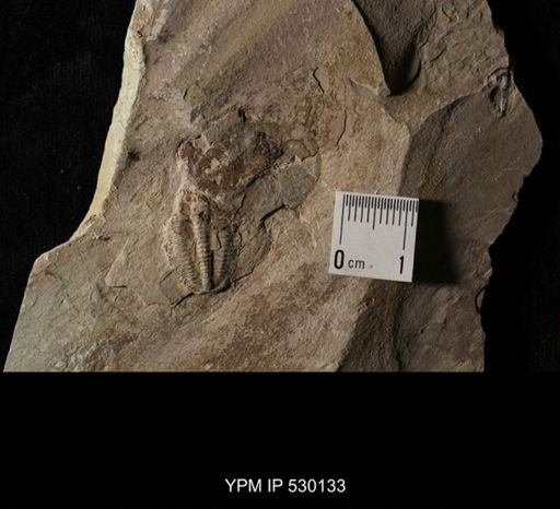 Elrathia kingi