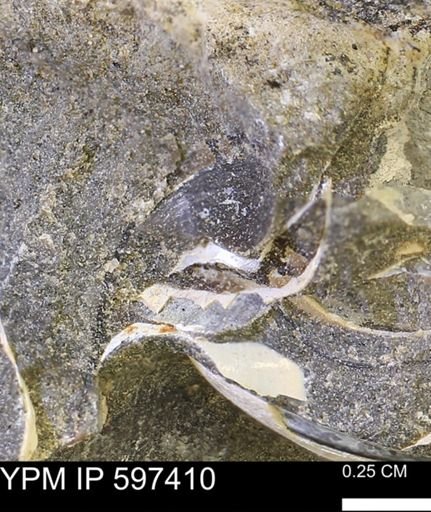 Limopsis striatopunctatus