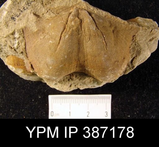 Syringothyris randalli