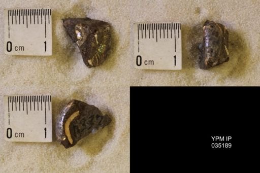 undet. Scaphitidae