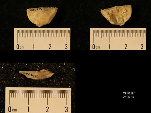Chonetes granulifer
