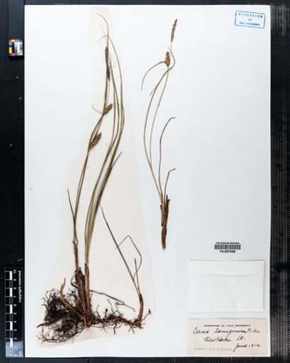 Carex lanuginosa