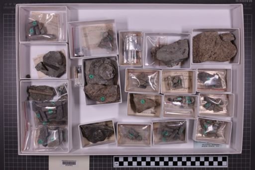 mixed taxa, stratigraphic collection