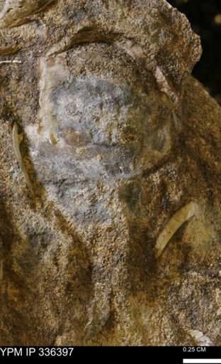 undet. Bivalvia