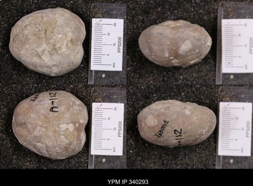 Enallaster texanus