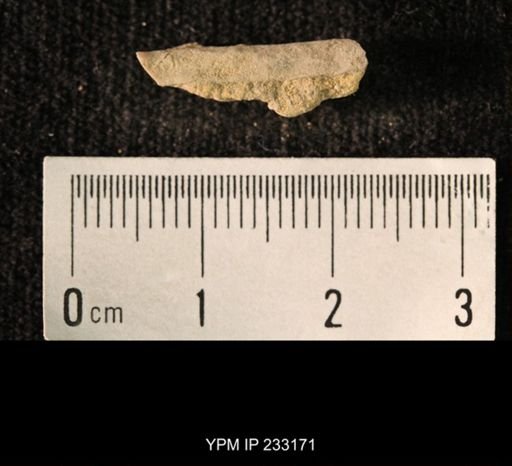 Archaeocidaris sp.