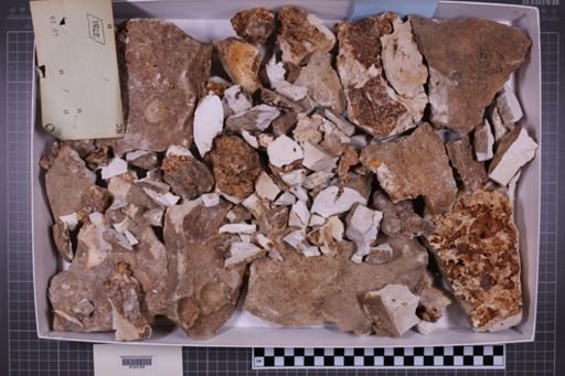 mixed taxa, stratigraphic collection