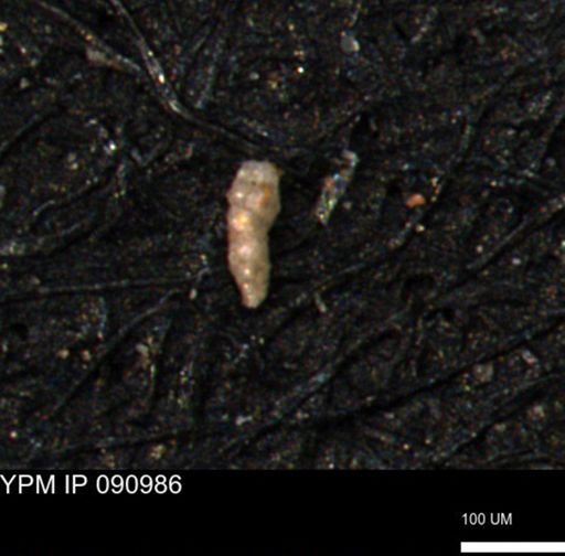 Verneuilinoides kansasensis