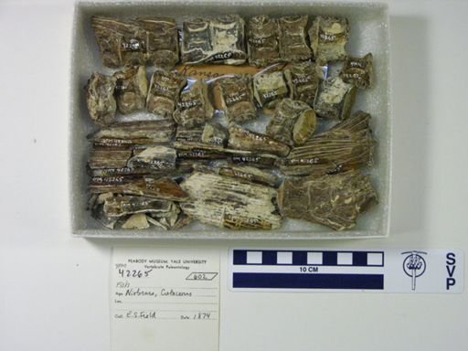 undet. Aulopiformes