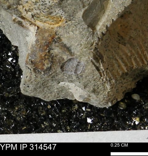 undet. Mollusca