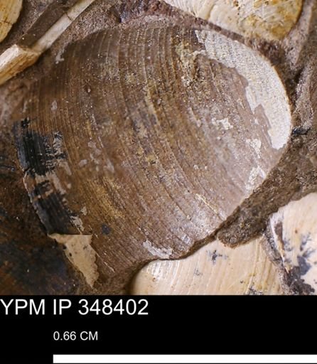 Limopsis striatopunctatus