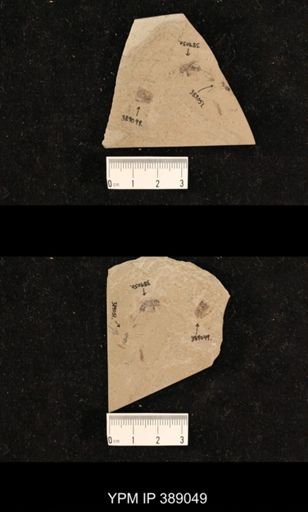 undet. Hexapoda