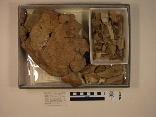 Tyrannosaurus rex