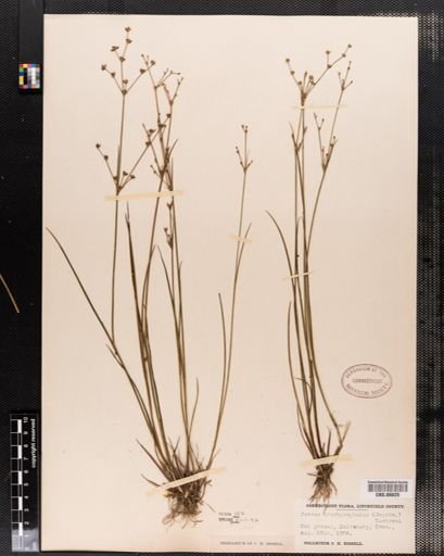 Juncus brachycephalus