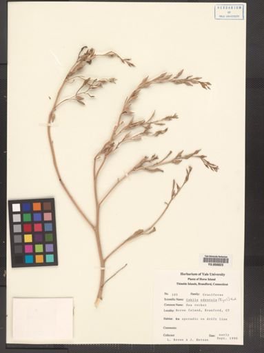 Cakile edentula