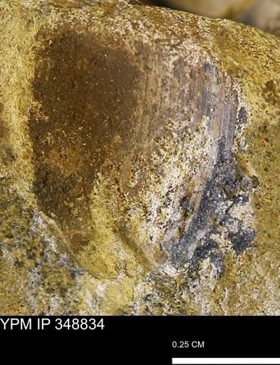 undet. Bivalvia