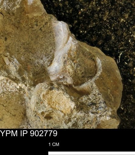 undet. Mollusca