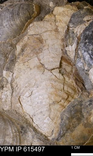 Inoceramus sp.