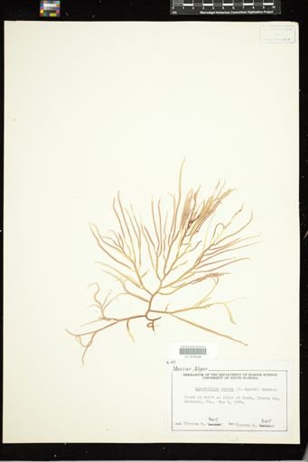 Agardhiella tenera