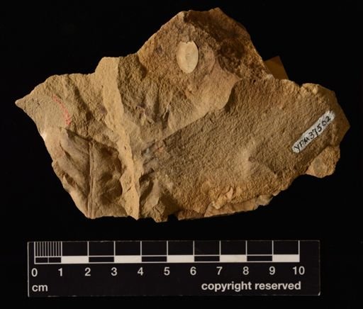 Woodwardia angustifolioides
