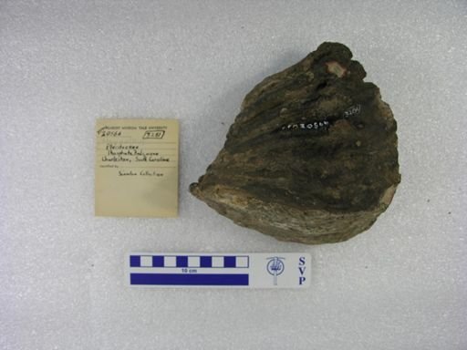 Mammuthus sp.