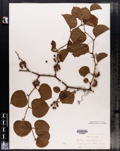 Smilax rotundifolia