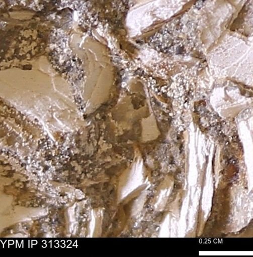 Corbicula sp.