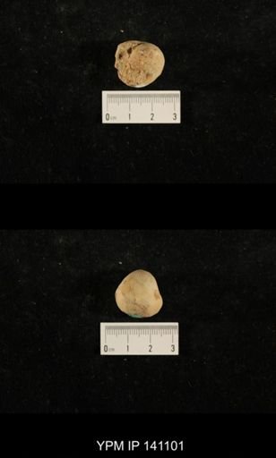Euphemites sp.