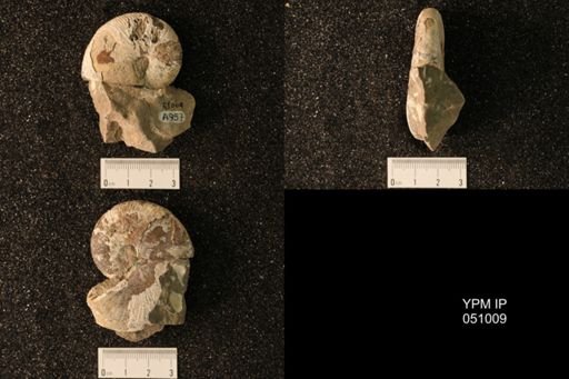 Hoploscaphites nicolletii