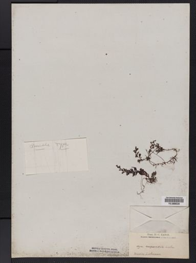 Hymenophyllum trapezoidale