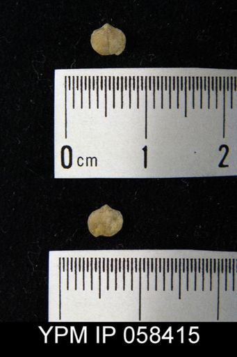 Dalmanella subcarinata