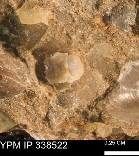 Protocardia subquadrata