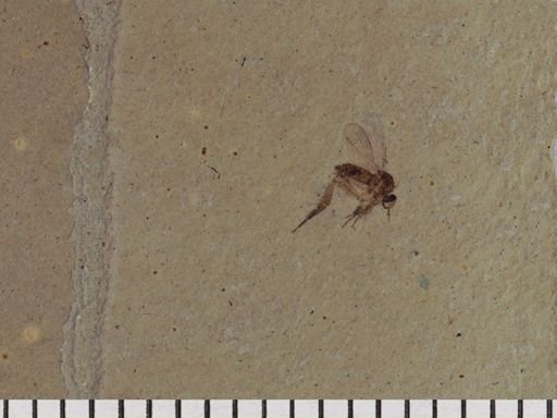 Diptera