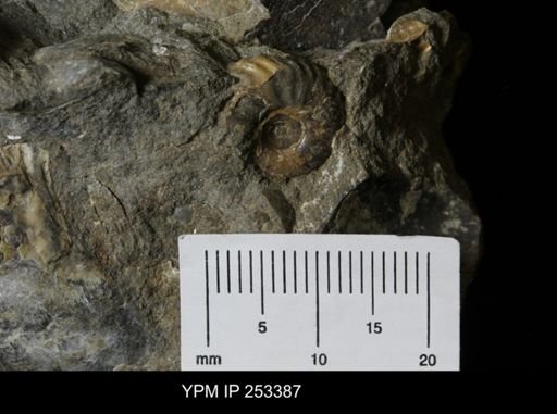 Scaphitidae