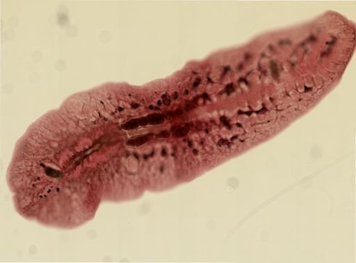 Euplana gracilis