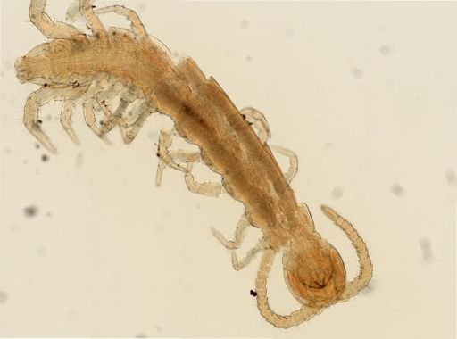 Chilopoda