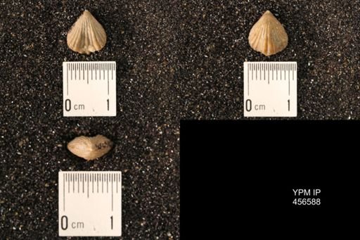 Rhynchonella dentata