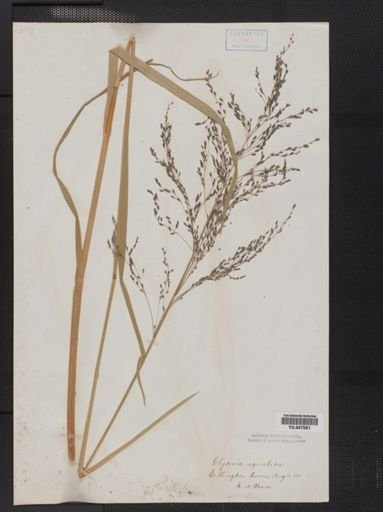 Glyceria striata