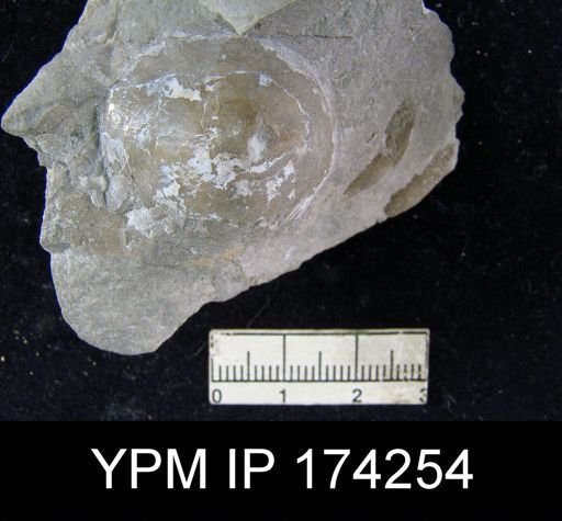 Orbiculoidea capuliformis