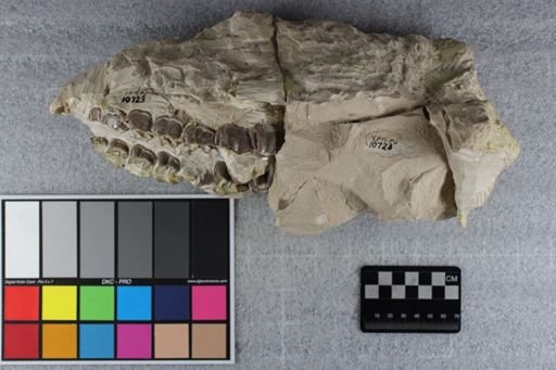 Hyracodon nebrascensis