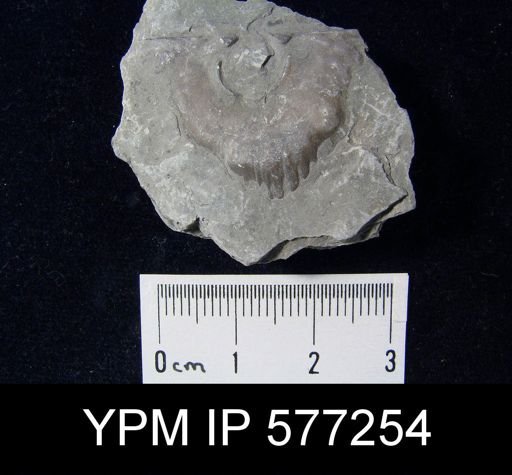 Strophomena fluctuosa