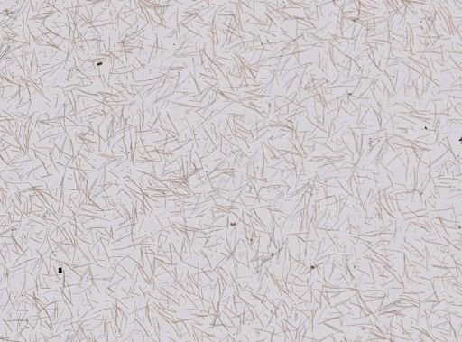Axinellidae