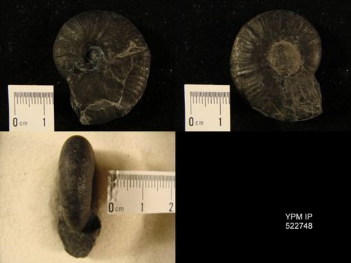 Pseudohaploceras inca